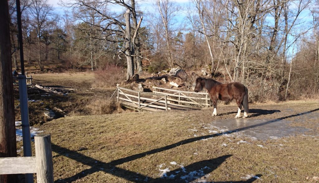 Häst vid Bögs gård, Järvafältet. 